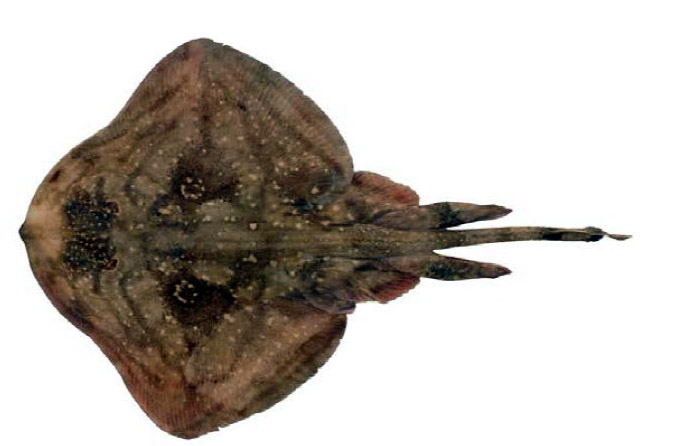 Raja radula_09.jpg
